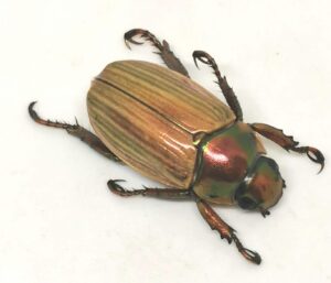 Pelidnota strigosa (Centroamérica)