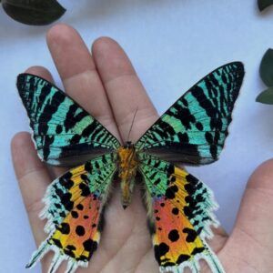Cuadro Mariposa Arcoiris