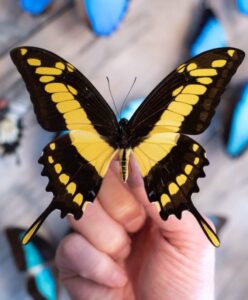 Mariposas, Papilio thoas cyniras