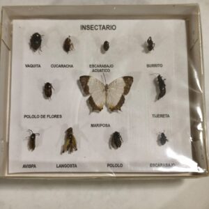Insectario Escolar con insectos de Chile
