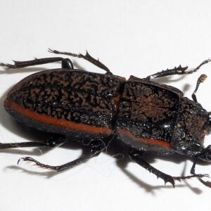 Erichius caelatus (macho ó hembra)