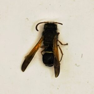Hypodynerus sp.