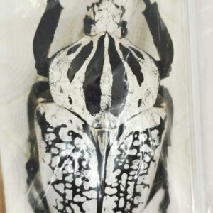 Goliathus orientalis ssp. Blanco 88 mm