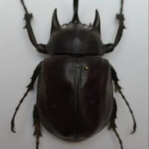 Megasoma actaeon 86 mm (ex-colección)