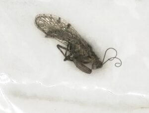 Neuroptera, Mantispidae, Gestaeckerella chilensis